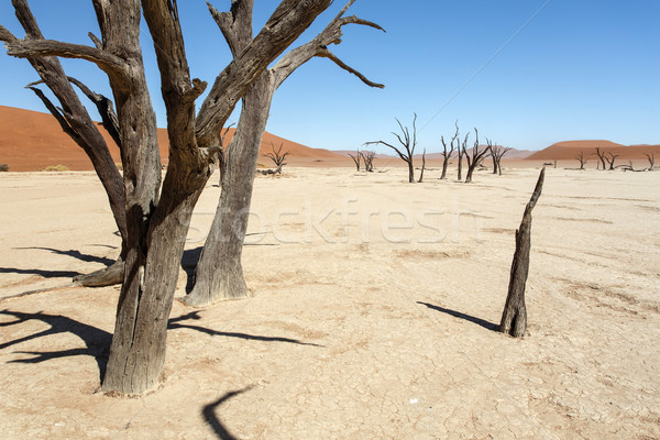 Morti Namibia deserto africa terra viaggio Foto d'archivio © imagex