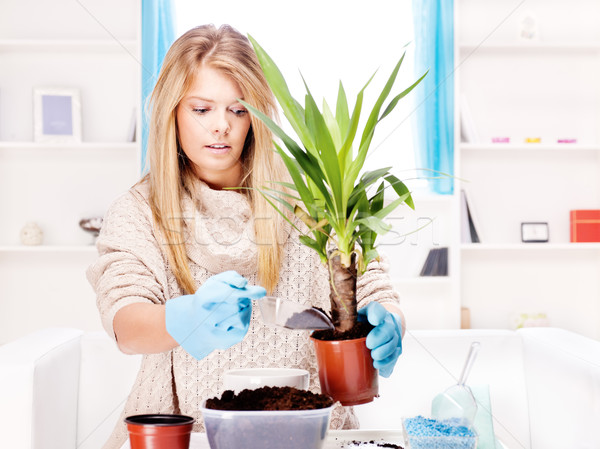 woman transplant plant in a bigger pot Stock photo © imarin