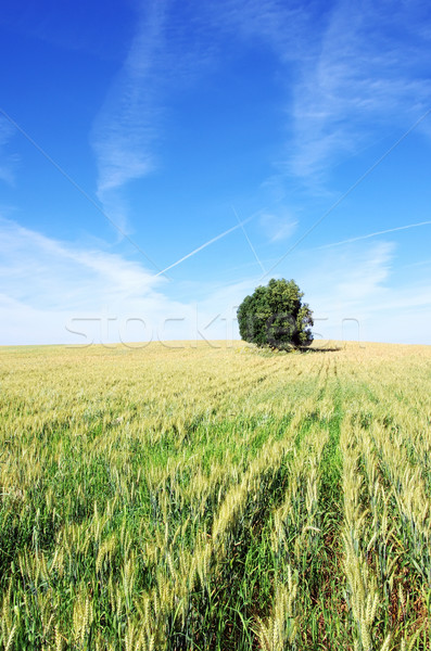 области пшеницы Португалия природы зеленый хлеб Сток-фото © inaquim