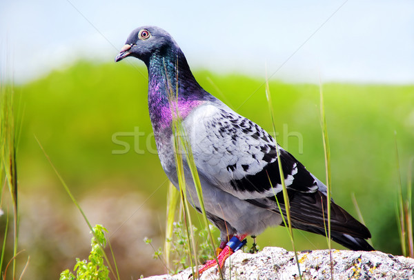 Pigeon sitting on rock in park with blurry background Stock photo © inaquim