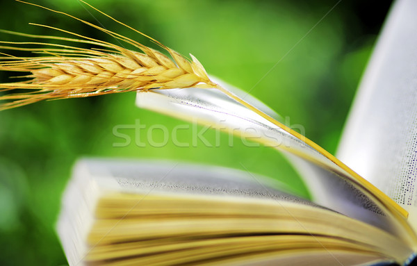 wheat spike on open book Stock photo © inaquim