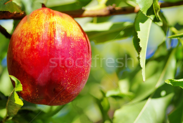 Stock photo: Ripe peach on tree