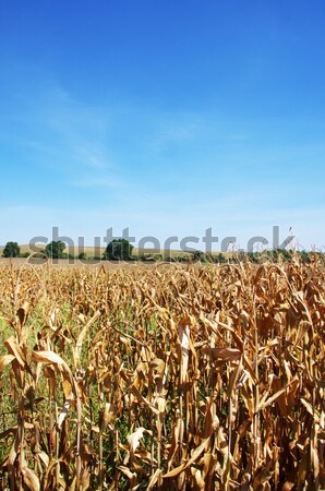 Stock foto: Stoppeln · Kornfeld · Gras · Sonne · Sonnenuntergang · Landschaft