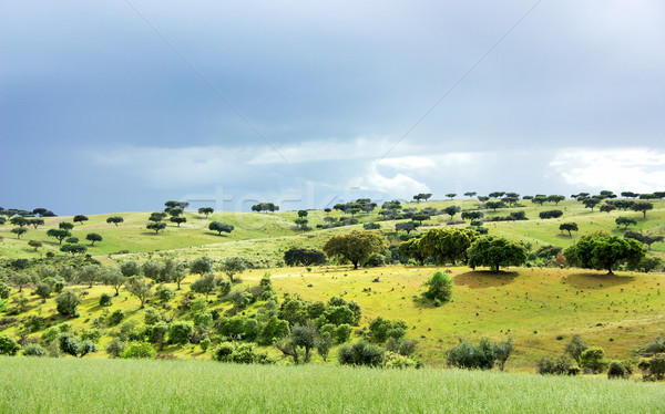 Mediterrán erdő tölgy fák égbolt fa Stock fotó © inaquim