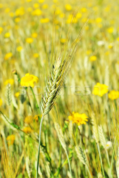 Stock photo: Spike in yellow field.