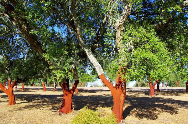 Cork Trees Stripped  Stock photo © inaquim
