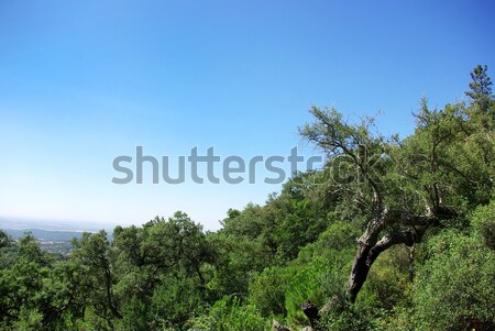 Stock photo: Mediterranic forest at Portugal