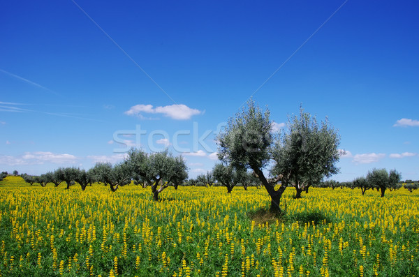 Stockfoto: Olijven · boom · Geel · veld · regio · voorjaar