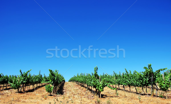 green vineyard at mediterranean field Stock photo © inaquim