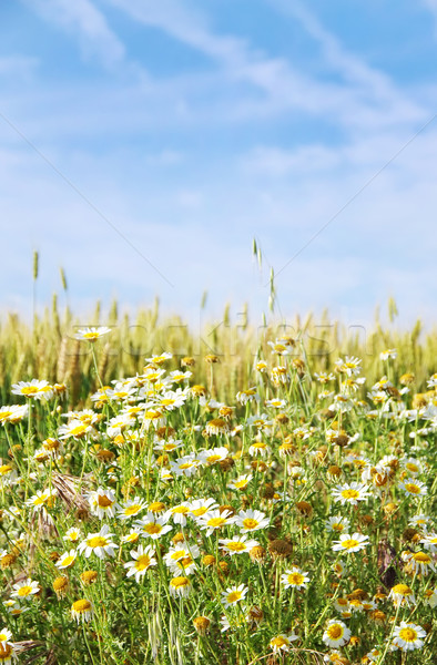 wild chamomile flowers and wheat field  Stock photo © inaquim