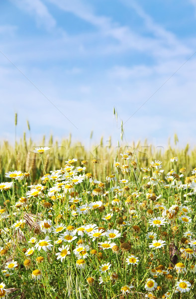 Manzanilla flores campo de trigo sol campo Foto stock © inaquim