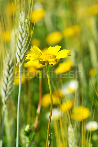 Yellow flower and spike. Stock photo © inaquim