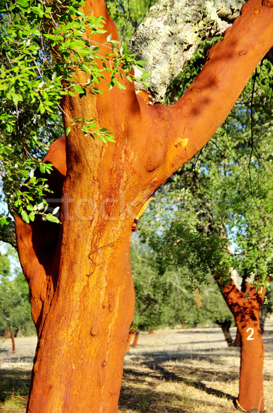 [[stock_photo]]: Cork · arbres · soleil · résumé · paysage · lumière