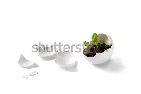 Plant in eggshell Stock photo © IngaNielsen
