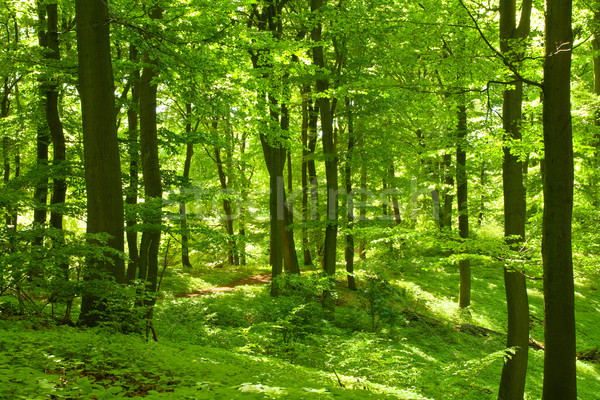 Verde pădure plante teren soare copac Imagine de stoc © IngaNielsen