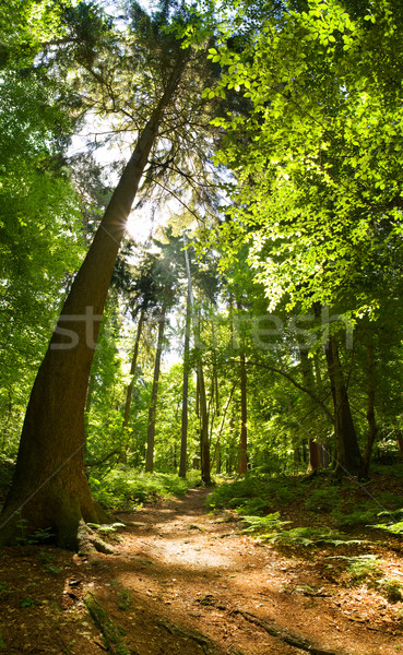 Mixed forest Stock photo © IngaNielsen
