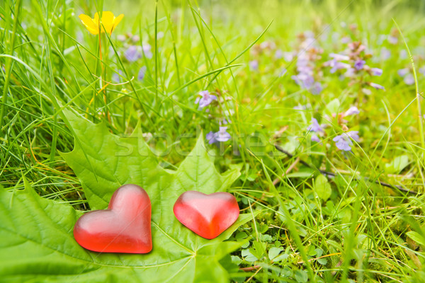 Foto d'archivio: Cuori · natura · conservazione · ambiente · bella · primavera