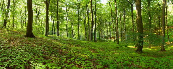 Zöld nyár erdő panoráma növények föld Stock fotó © IngaNielsen