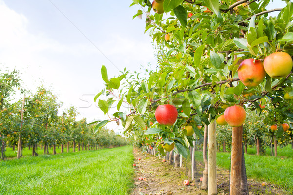 Appelboomgaard een rode appel boom veld Stockfoto © IngaNielsen