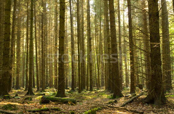 Tűlevelű erdő öreg növekedés Norvégia lucfenyő Stock fotó © IngaNielsen