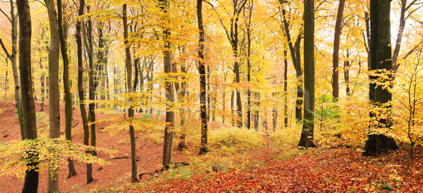Pad najaar bos Geel boom hout Stockfoto © IngaNielsen