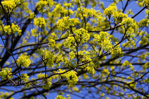 Geel bloesems boom blauwe hemel natuur Blauw Stockfoto © IngaNielsen