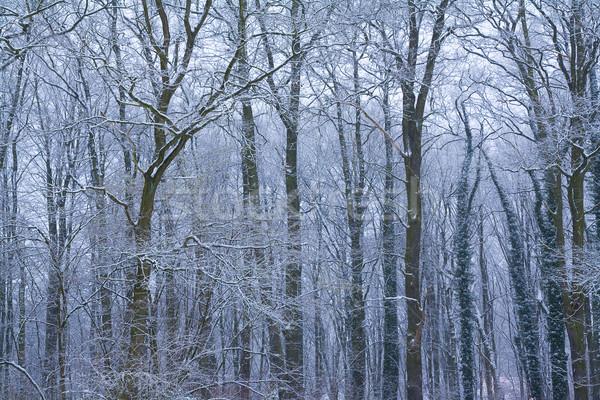 冬 森林 落葉性の 木 雪 ストックフォト © IngaNielsen