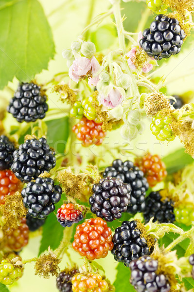 Blackberries in bush Stock photo © IngaNielsen