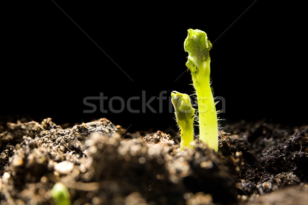 Jovem batata plantas bebê pequeno campo Foto stock © IngaNielsen
