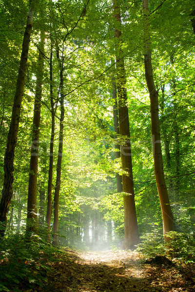 Sunny forest with fog Stock photo © IngaNielsen