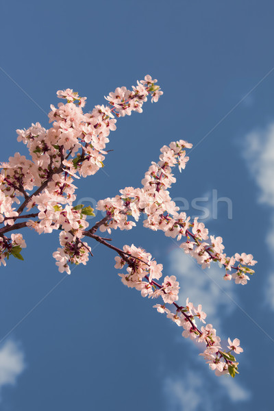 Primavera fiore albero natura bellezza Foto d'archivio © inoj