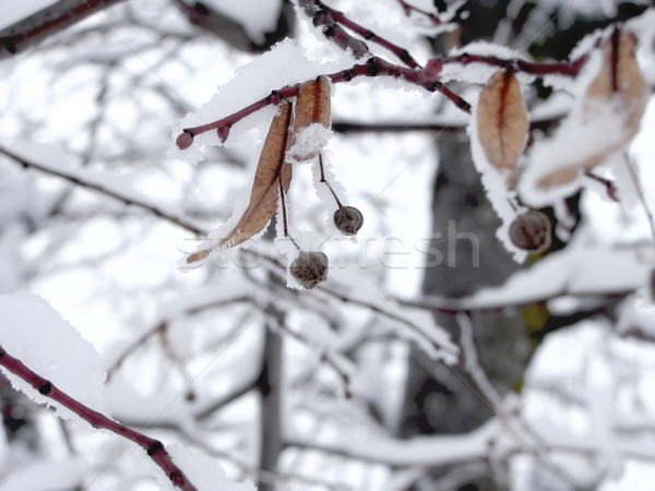 Magok ág hó fa háttér jég Stock fotó © inoj
