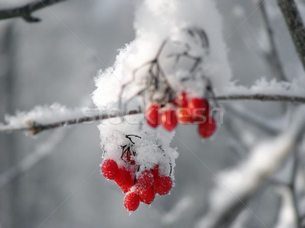 Rosso frutti di bosco inverno neve legno sfondo Foto d'archivio © inoj