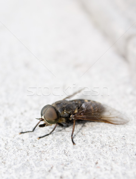 Close-up of fly  Stock photo © inoj