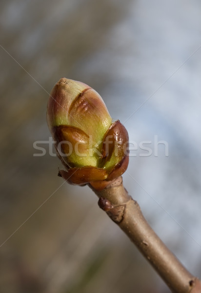 Primo piano bud vita testa impianto bella Foto d'archivio © inoj