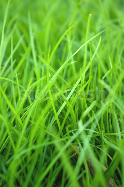 Erba primavera abstract natura estate farm Foto d'archivio © inoj