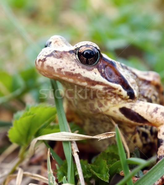 Frog in the grass  Stock photo © inoj