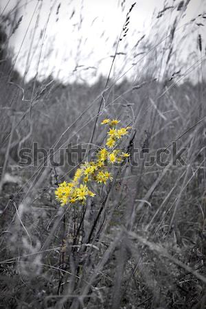 Fiori gialli prato cielo foglia bellezza estate Foto d'archivio © inoj