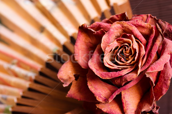 Essiccati rosa carta fan legno moda Foto d'archivio © inoj