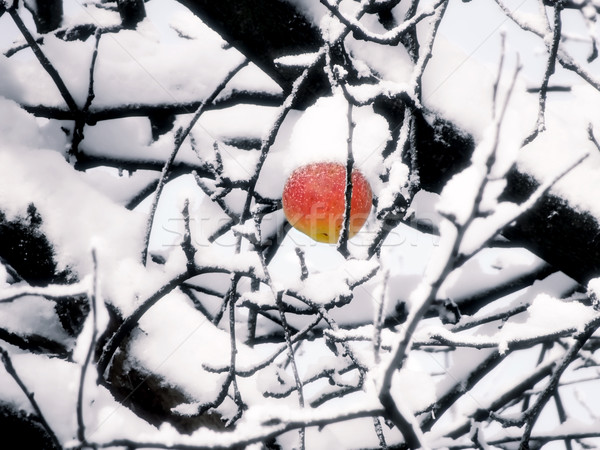 Piros alma ág hó absztrakt tájkép gyümölcs Stock fotó © inoj