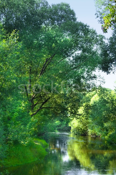 Foresta fiume cielo primavera legno natura Foto d'archivio © inoj