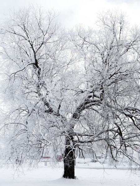 Foto stock: Inverno · árvore · cidade · paisagem · rua · neve