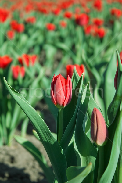 Rosso tulipani primavera natura bellezza estate Foto d'archivio © inoj