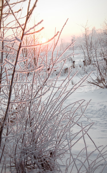 Foto d'archivio: Inverno · tramonto · albero · sole · panorama · campo