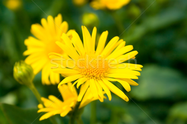 Stock photo: Close-up of yellow daisies