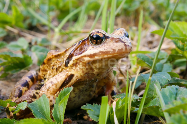 Frog in the grass  Stock photo © inoj