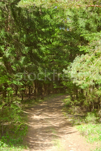 Floresta estrada madeira folha verão verde Foto stock © inoj