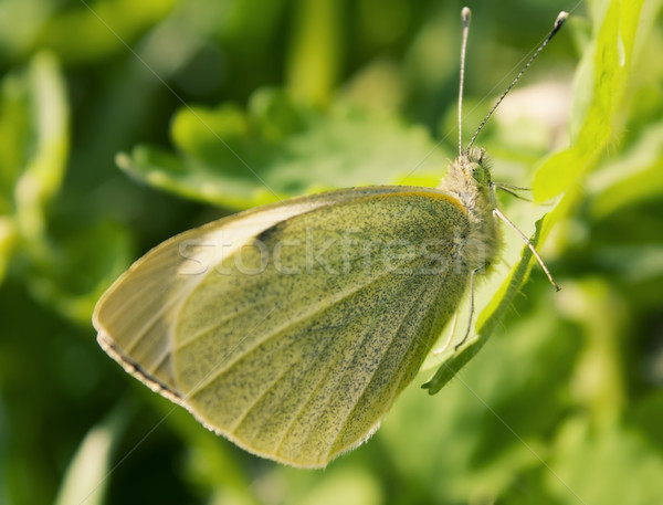 Pequeno branco borboleta folha grama natureza Foto stock © inoj