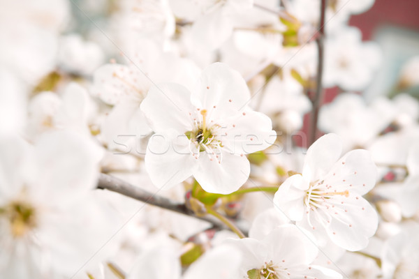 Primavera fiore albero legno estate Foto d'archivio © inoj