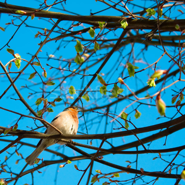 Albero cielo primavera felice natura blu Foto d'archivio © inoj